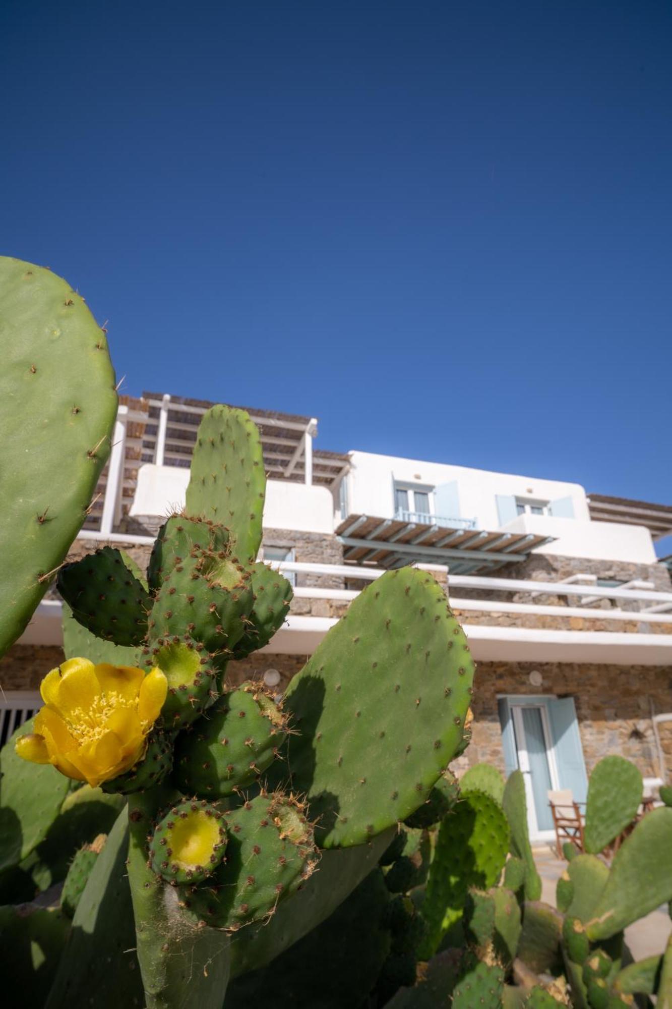Sofia'S Bungalows Mykonos Mykonos Town Exterior photo